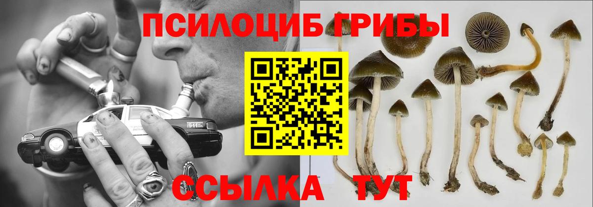 Псилоцибиновые грибы Psilocybine cubensis Коломна